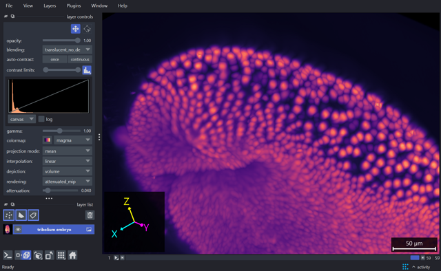 napari — official Tribolium embryo image viewer example (data: A. Jain, MPI-CBG / Cell Tracking Challenge)